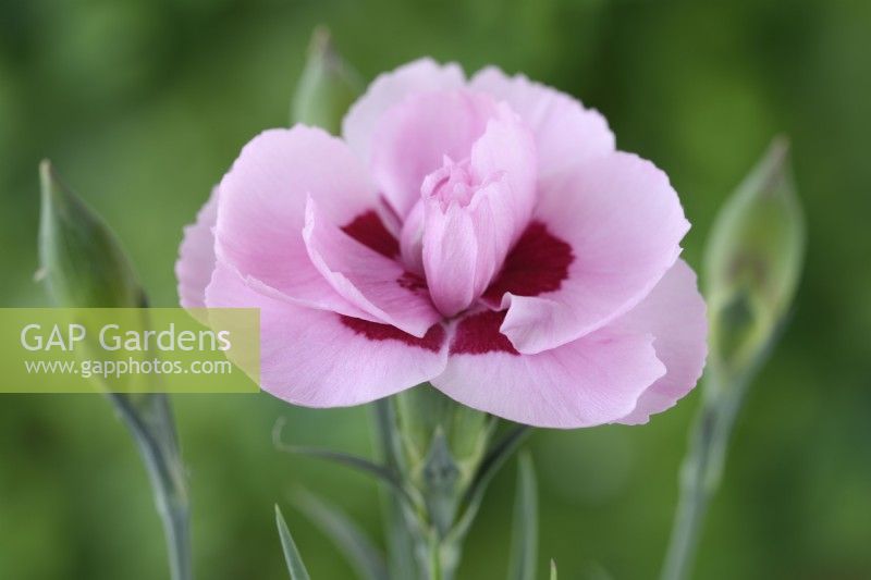 Dianthus  'Baby Doris'  Pink  May
