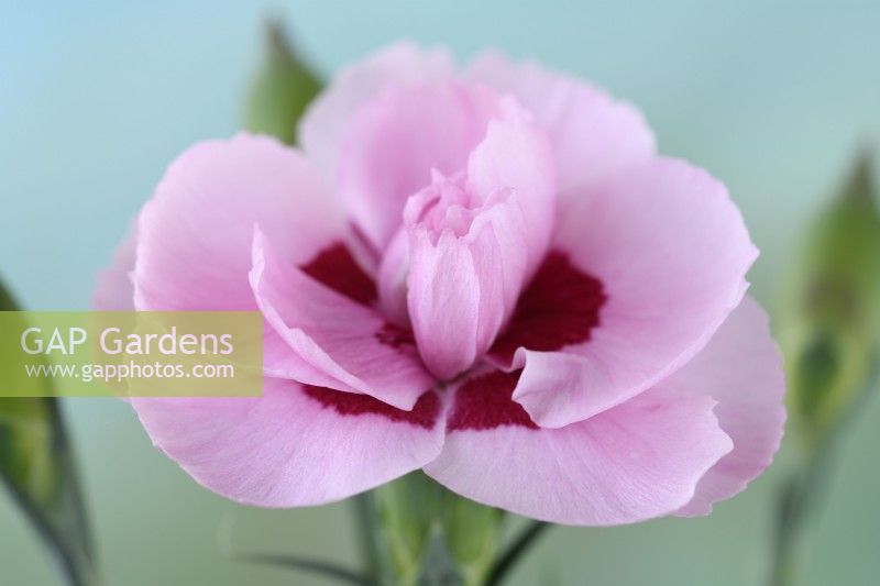 Dianthus  'Baby Doris'  Pink  May