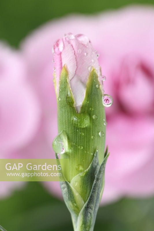 Dianthus  'Baby Doris'  Pink flower bud  May
