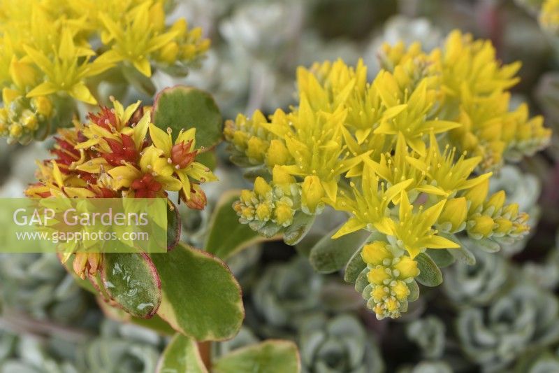 Sedum kamtschaticum var. kamtschaticum  'Variegatum'  Variegated orange stonecrop and Sedum spathulifolium  'Cape Blanco'  Spoon-leaved stonecrop  May
