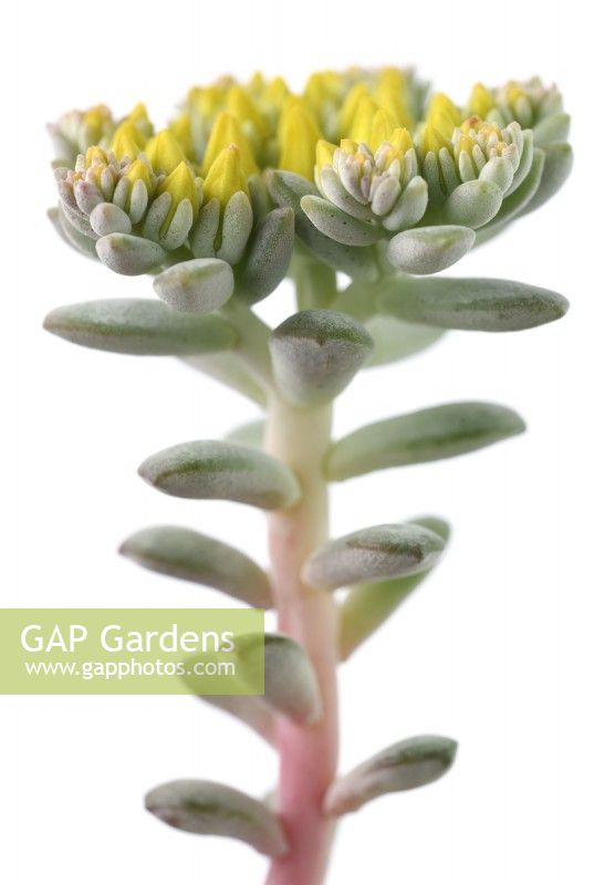 Sedum spathulifolium  'Cape Blanco'  Spoon-leaved stonecrop  May