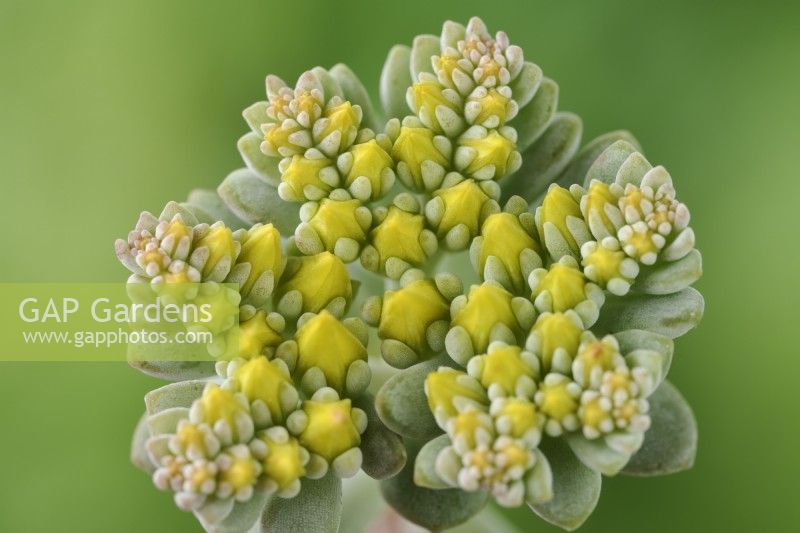 Sedum spathulifolium  'Cape Blanco'  Spoon-leaved stonecrop  May