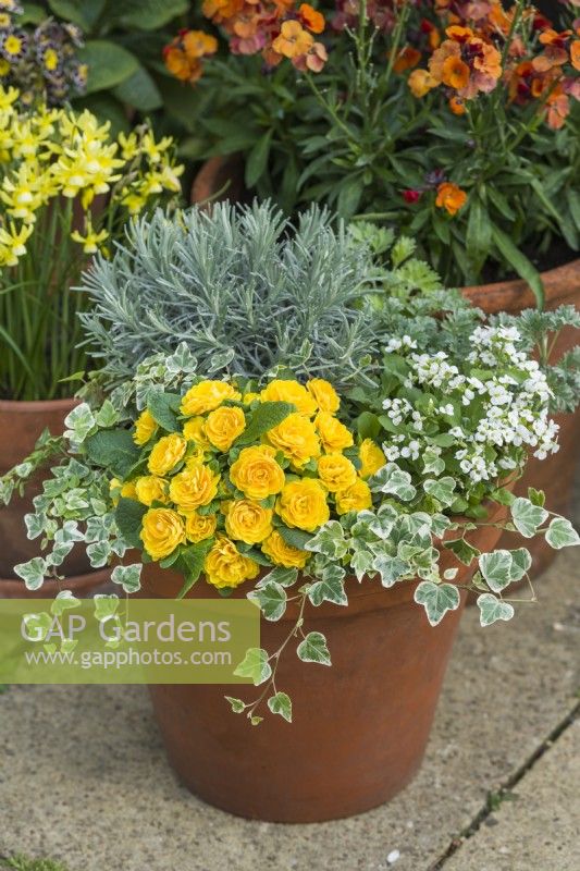 Primula 'Prima Belarina Goldie'. Hose in hose double primrose in container with ivy, arabis, artemisia and Helichrysum italicum. April