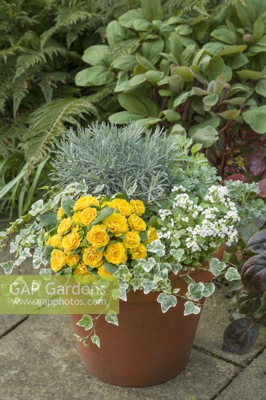 Primula 'Prima Belarina Goldie'. Hose in hose double primrose in container with ivy, arabis, artemisia and Helichrysum italicum. April