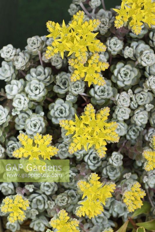 Sedum spathulifolium  'Cape Blanco'  Spoon-leaved stonecrop  May