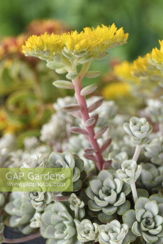 Sedum spathulifolium  'Cape Blanco'  Spoon-leaved stonecrop  June