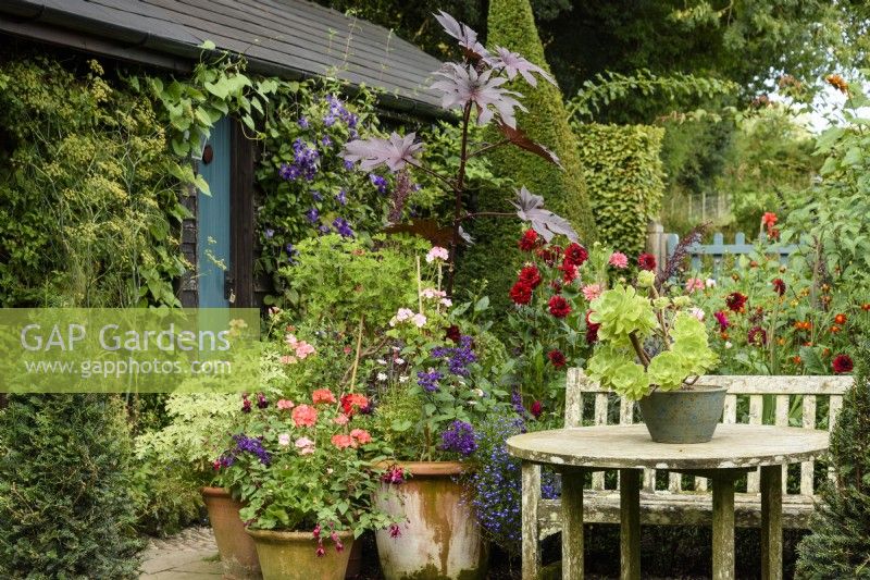 Colourful country garden in August with pelargoniums, dahlias, ricinus and succulents.