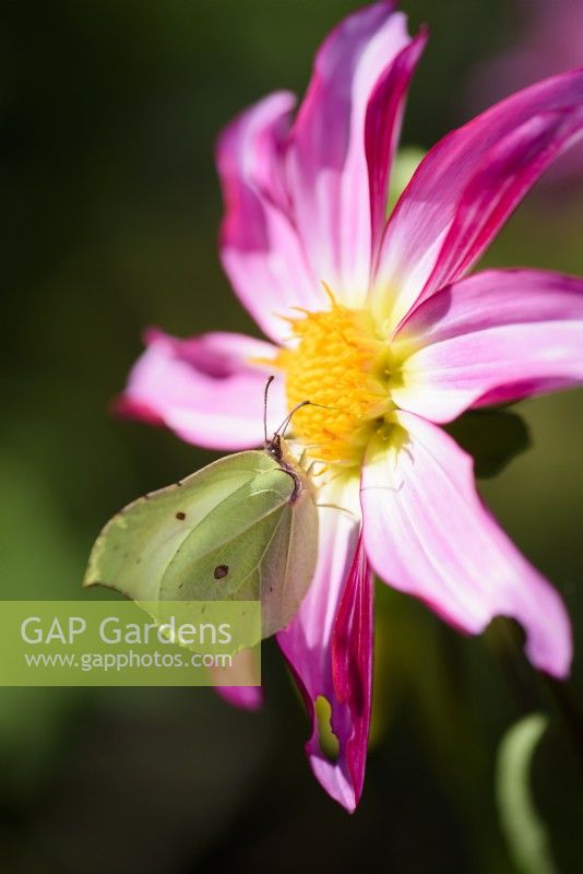 Brimstone butterfly on Dahlia Honka Pink in August