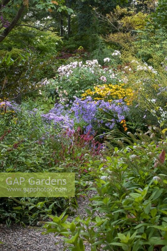 Asters, persicaria and other autumn flowers at The Picton Garden, Herefordshire