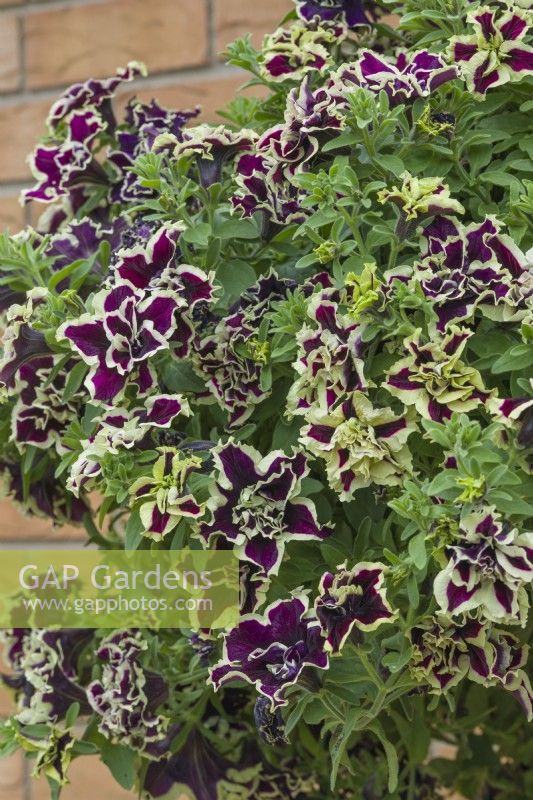 Petunia 'Tumbelina Superstar'. Closeup of double petunia growing in a hanging basket. June.