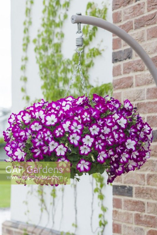 Petunia 'Designer Illusion Orchid'. Hanging basket. May