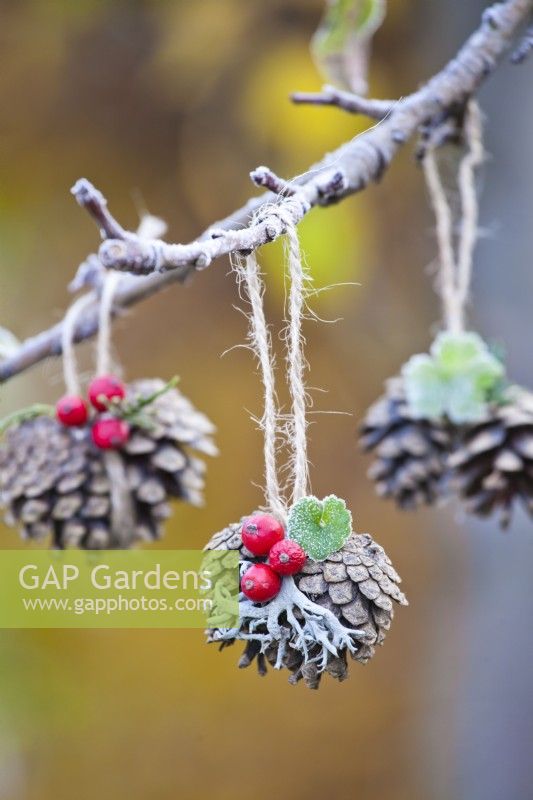 Pine cones decorated wuth Cotoneaster berries and lichens.