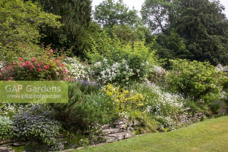 Mixed border at Moor Wood, Gloucestershire with rambling roses and Cotswold stone retaining wall.