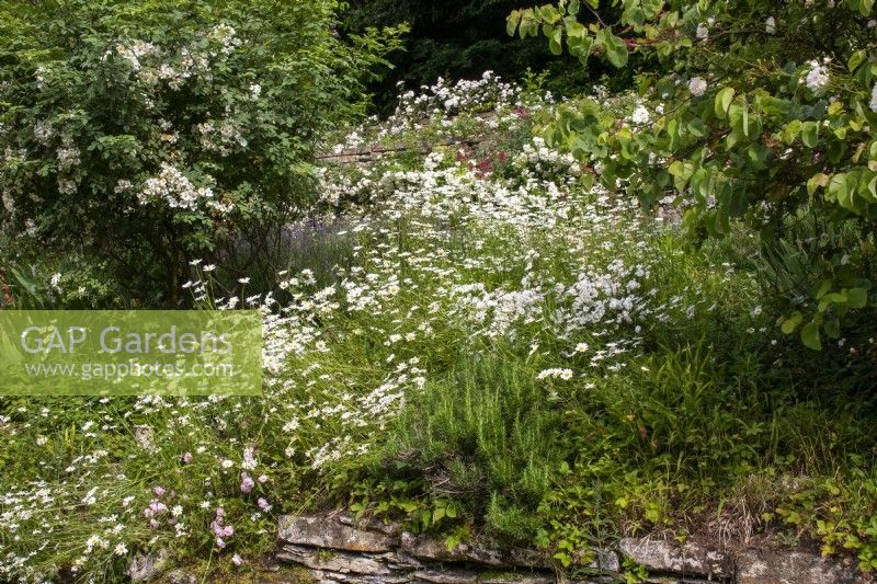 Ox-eye daisies and rosemary in border with Cotswold stone retaining wall at Moor Wood, Gloucestershire.
