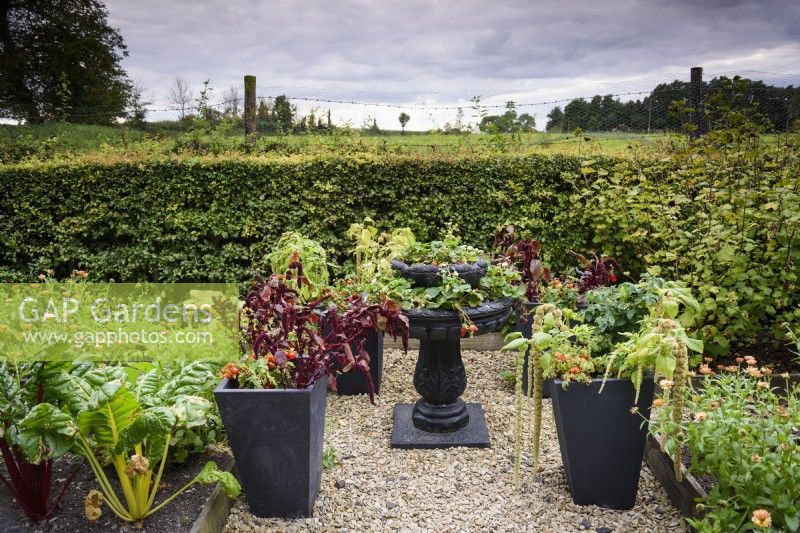 Strawberries grown in a tiered urn framed by containers of amaranthus and tomatoes in September