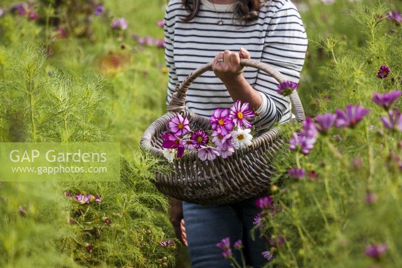  Woman carrying a basket with cut Cosmos