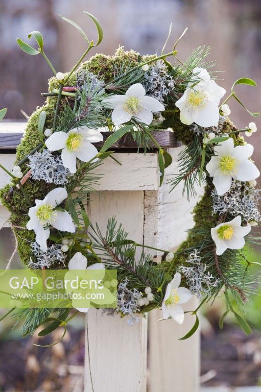 Wreath with mistletoe, Christmas rose, lichens and pine twigs.