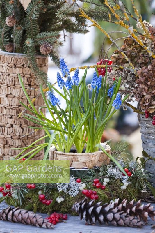 Muscari in a pot in the middle of the wreath of pine twigs, guelder rose berries, lichens and cones.