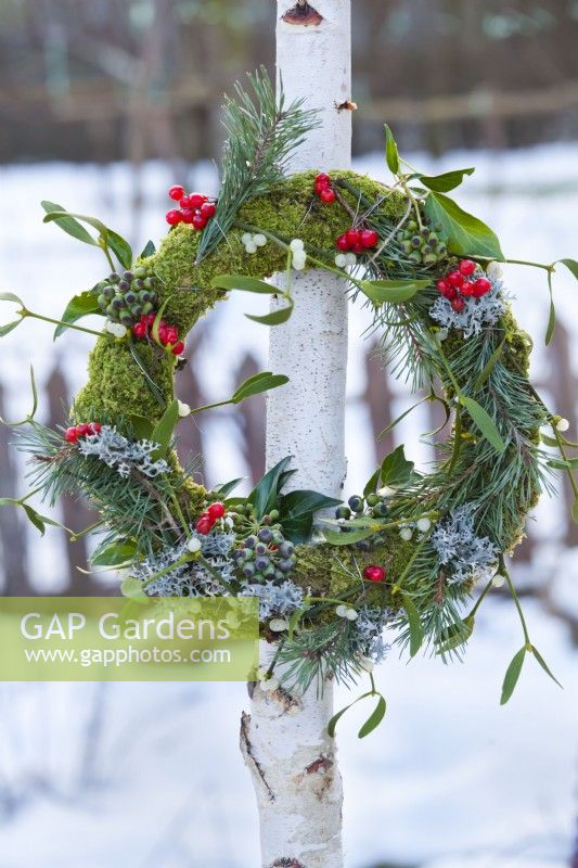 Wreath with Christmas roses, guelder rose berries, moss, lichens, pinus branches and mistletoe hanging from birch tree.