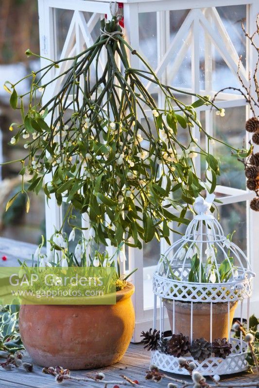 Snowdrops displayed in terracotta pots and bunch of hanging mistletoe.