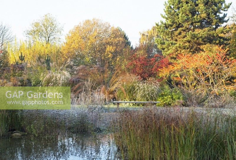 Trees and ornamental grasses with autumnal colours near a natural swimming pool.