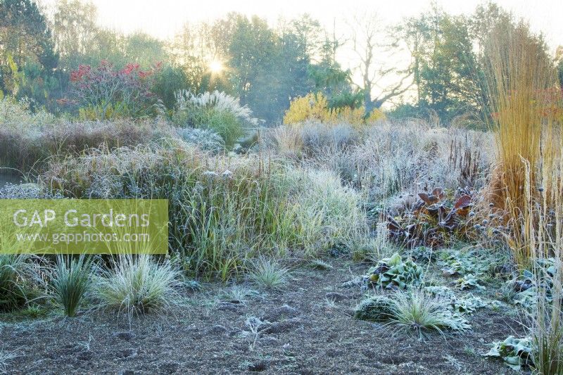 Frost covered perennial grasses at sunrise Ellicar Gardens