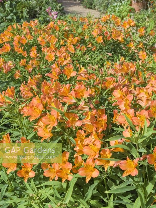 Alstroemeria 'Jessica' Little Miss Series