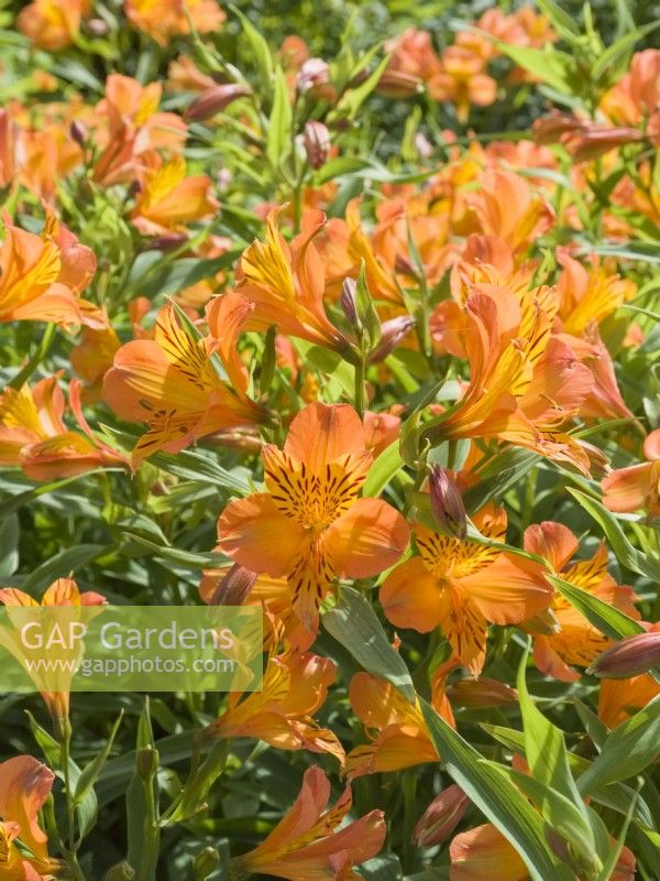 Alstroemeria 'Jessica' Little Miss Series