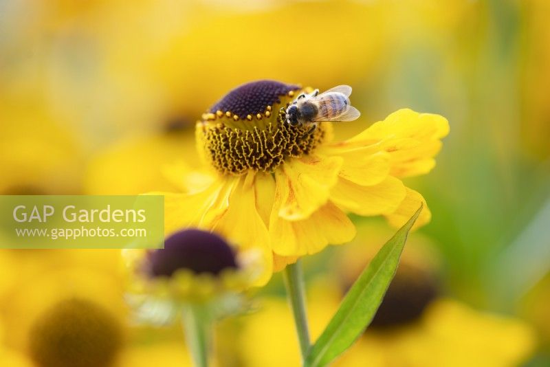 Bee gathering pollen from Helenium El Dorado