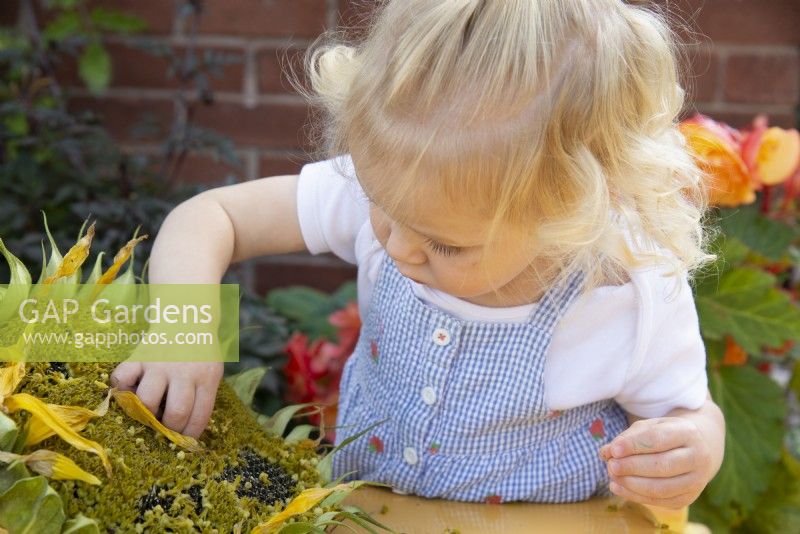 Toddler picking seeds from a Helianthus - Sunflower 
