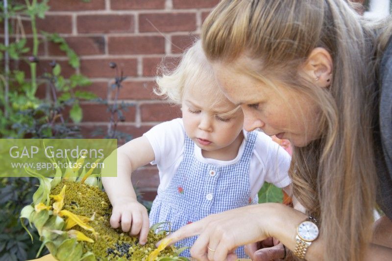 Toddler showing her mother seeds in a Helianthus - Sunflower