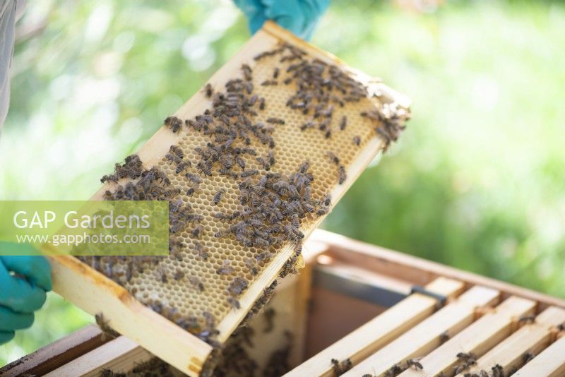 Beekeeping - a beekeeper taking out a wooden frame covered with bees making honey