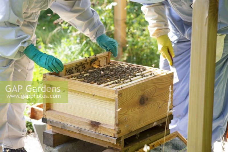 Beekeeping - beekeepers taking out a wooden frame covered with bees making honey