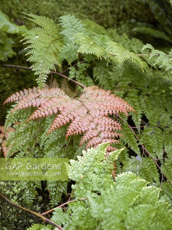 Woodwardia orientalis, summer June