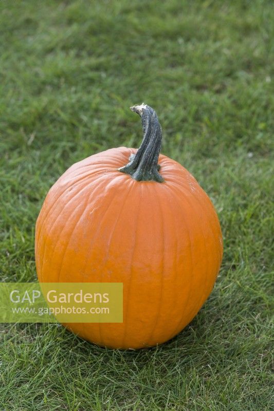 Pumpkin 'Carbonada Gold F1'. September.