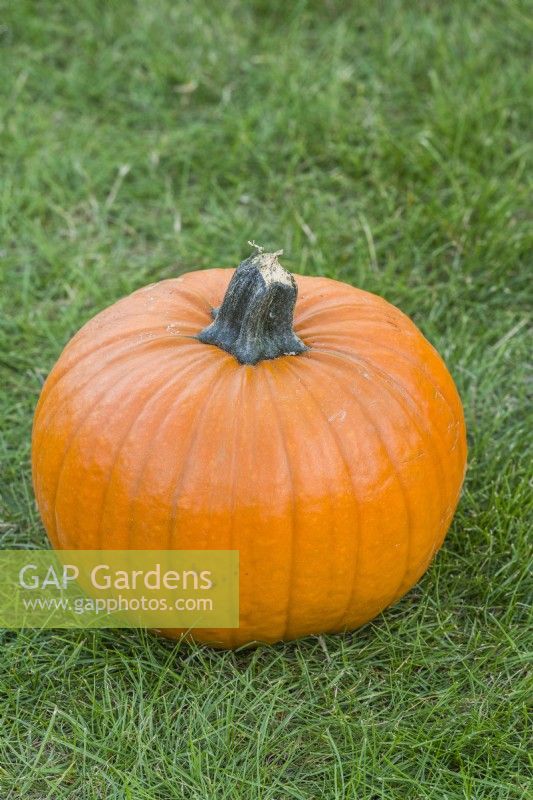 Pumpkin  'Harvest Moon F1'. September.