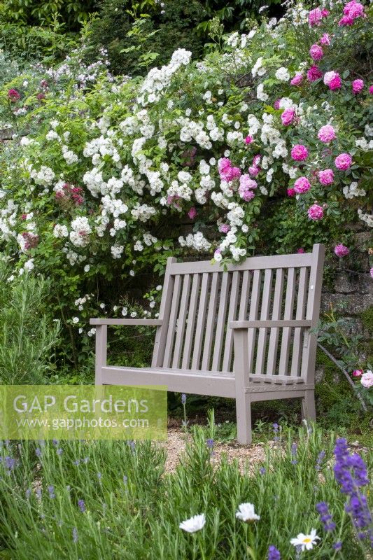 Painted wooden bench in front of rambling roses at Moor Wood, Gloucestershire