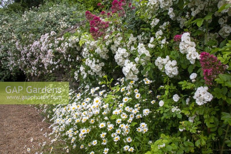 Rambling roses and ox-eye daisies against a wall at Moor Wood, Gloucestershire.