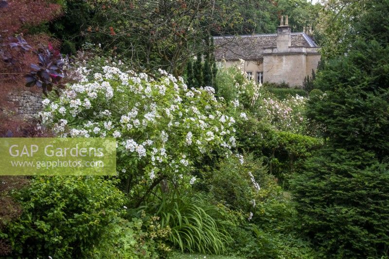 View across garden towards house at Moor Wood, Gloucestershire, with rambling roses.