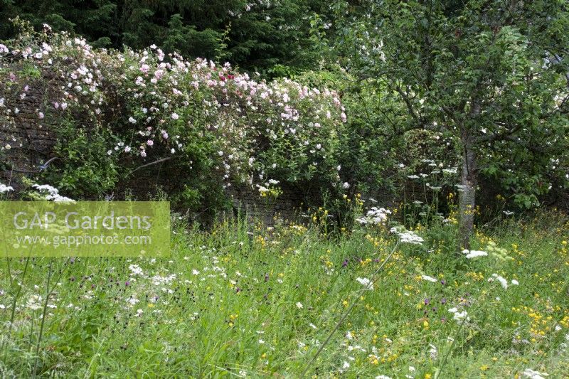 The wild flower meadow at Moor Wood, Gloucestershire, with rambler roses behind.