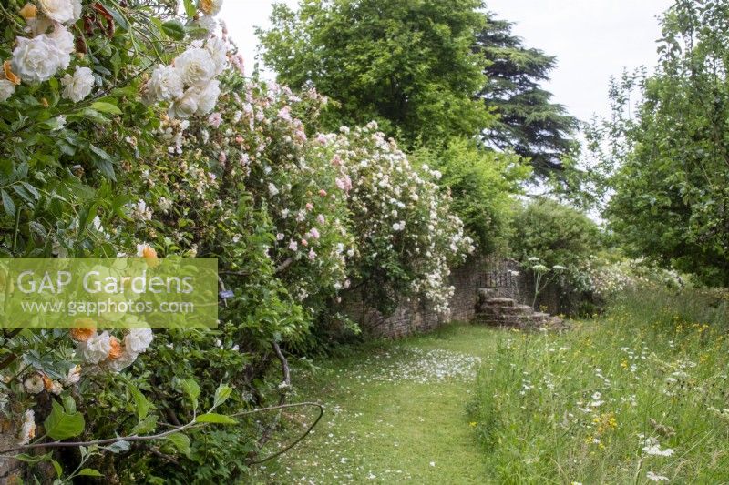 Mown path past rambler roses and wild flower meadow at Moor Wood, Gloucestershire