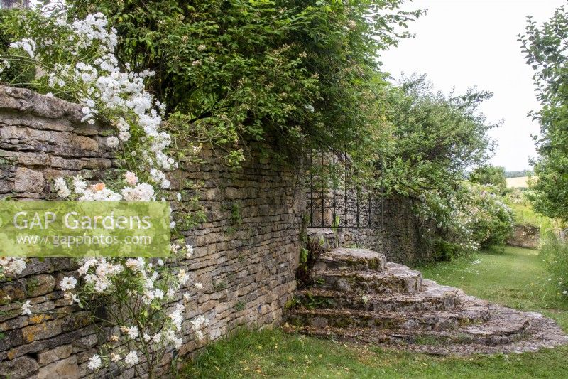 Cotswold stone steps and wall with rambler roses 'Snowdrift' and 'Mrs Honey Dyson' at Moor Wood, Gloucestershire
