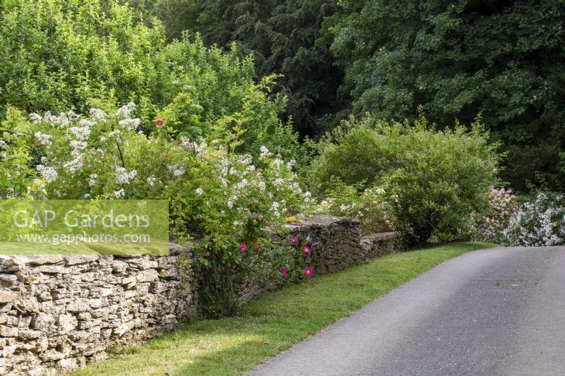 Cotswold stone wall and rambling roses at Moor Wood, Gloucestershire