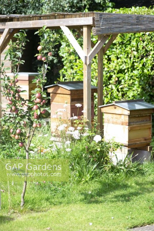 Apiary - Beehives under cane shelter in cottage garden