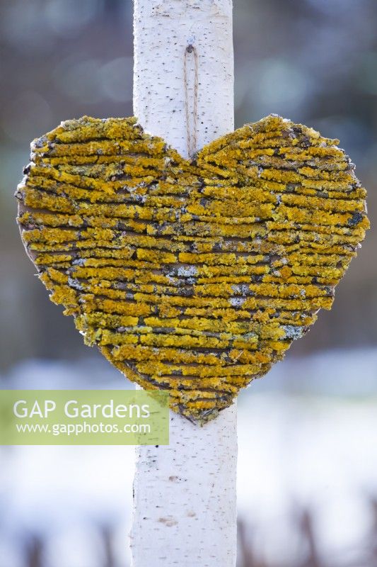 Heart shaped decoration made of twigs covered with lichens attached to young birch tree.
