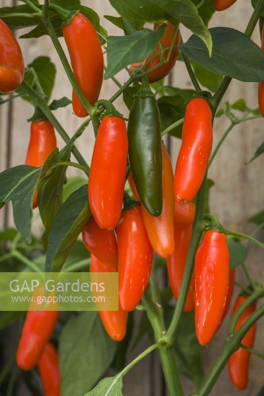 Pepper 'Jalapeno Orange Spice'. Closeup of chilli pepper fruits ripening on bush. September.