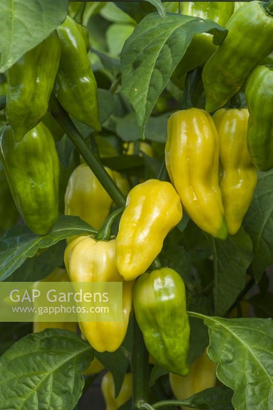 Pepper 'Habanero White'. Hot pepper fruits ripening on plant. September.