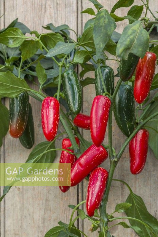 Pepper 'Nadapeno'. Sweet peppers growing on plant. September.