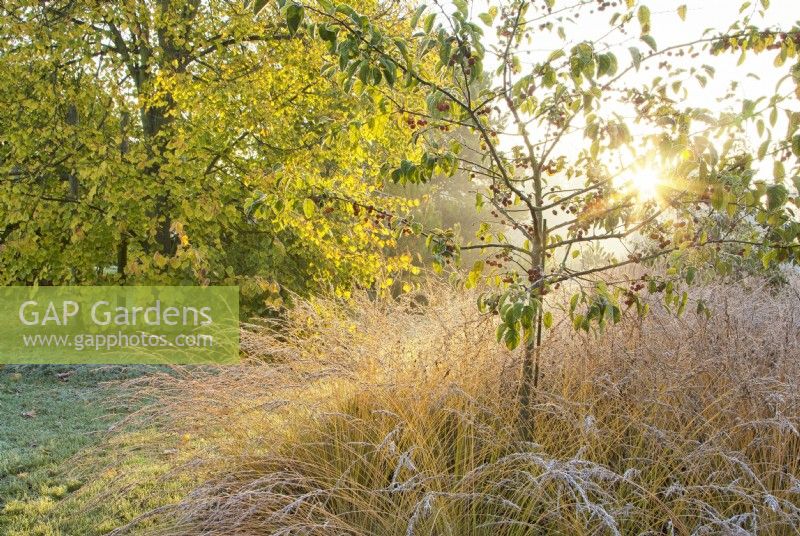 Frosted Malus sylvestris - Crabapple and Molinia at Ellicar Gardens in winter