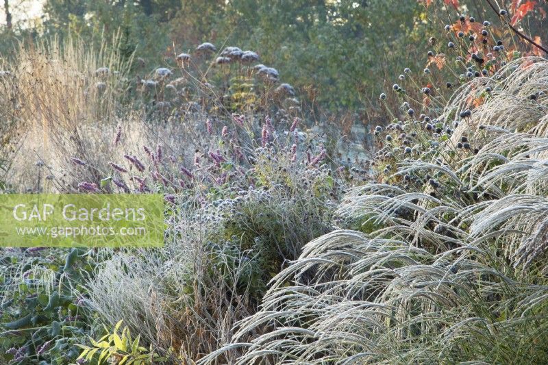 Frost covered grasses and seedheads in a perennial border.